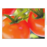 Tomatoes Close Up cards