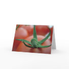 postcard - food healthy eating red salad light foods