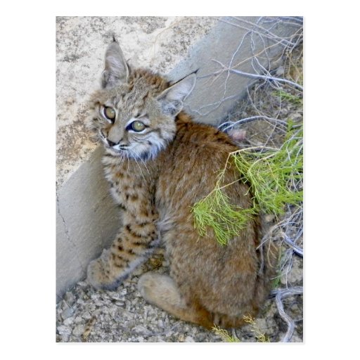 "Tommy" the bobcat saved Postcards