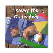Tommy the Chihuahua Magnet magnets