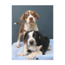 Tommy & Toby postcards by okcshelter Tommy & Toby postcards