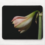 amaryllis, flowers, art, bulbs, macro, nature,