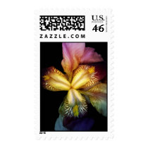 Toms Irises  Postage