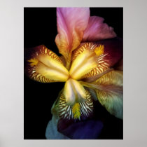 Toms Irises Print