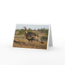TomTurkey cards