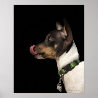 Veterinary Posters | Zazzle