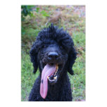 Funny Animal