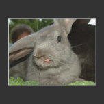 Tongue Twister! | Postcard