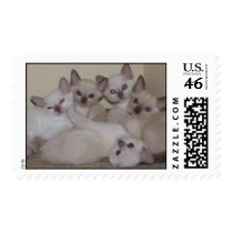 Tonkinese Kittens postage by TamiL531 Tonkinese Kittens postage