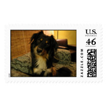 Too Darn Cute Postage Stamp
