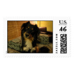 Too Darn Cute postage
