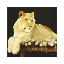 Too Young To Be King Stretched Canvas Print