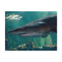 Toofy Li'l Grin postcards