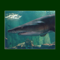 Toofy Li'l Grin postcards