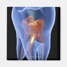 Tooth, transparent cross section of a molar fridge magnets