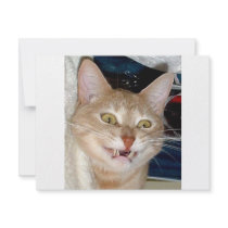 TOOTHY CAT ANNOUNCEMENTS