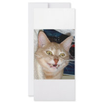 TOOTHY CAT rack cards