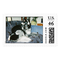 top dog postage