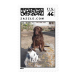 Top Dogs Postage Stamp