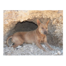 Top Notch Dog "Mookie" Caving With Me Post Card