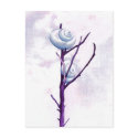 Top Snail Postcard