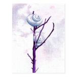 Top Snail Postcard
