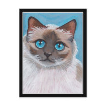 Topaz - Seal Point Ragdoll Cat Postcard