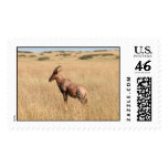 Topi on termite mound stamps