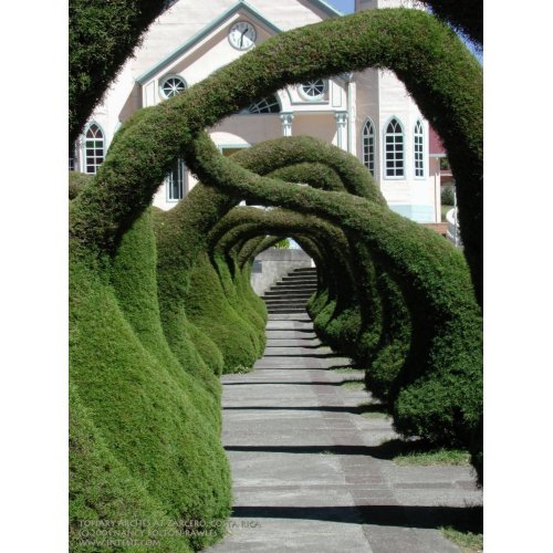 Topiary Arches at Zarcero, Costa Rica print