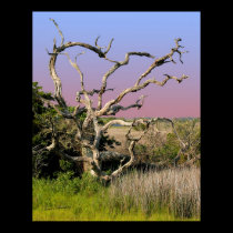 Topsail Island Beach Tree posters by evophoto Topsail Island Beach Tree posters