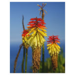 Torch lilies flyers
