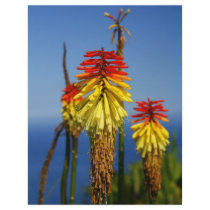 Torch lilies flyers