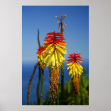 Torch lilies print