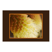 Torch Lily posters