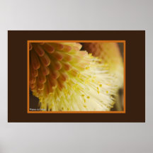 Torch Lily Posters