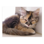 Tori Post Card