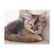 Tori postcards by okcshelter Tori postcards