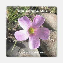 Torres del Paine, Chile Fridge Magnets