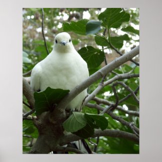 Torres Strait Pigeon Poster