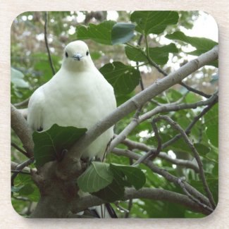 Torresian Imperial-pigeon Coaster