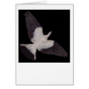 Torresian Imperial Pigeon flying card by Lisachromis Torresian Imperial Pigeon flying card