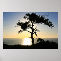 Torrey Pine Silhouette Matte Canvas Print