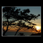 Torrey Pine Sunset Postcard
