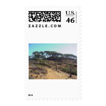 Torrey Pines State Park These Would Be The Torrey postage by lifesphere Torrey Pines State Park These Would Be The Torrey postage