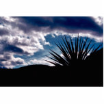 Torry yucca