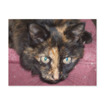 Torties Rule! postcards