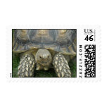 Tortiose Stamp