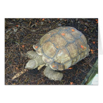 Tortise cards