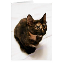 Tortitude Card cards