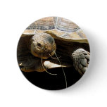 Tortoise Button Pin Party Favors